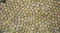 seed