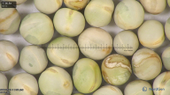 column seed
