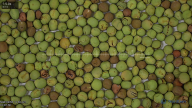 column Seed