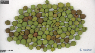 column seed