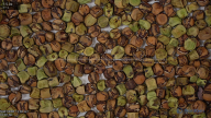 seed