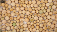 seed
