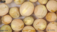 column seed