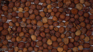 seed