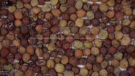 seed