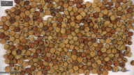 seed
