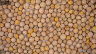 seed