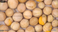 column seed
