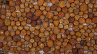 seed