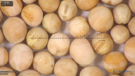 column seed