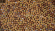 seed