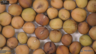 column seed