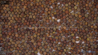 seed
