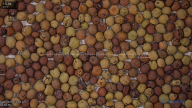 seed