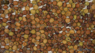 seed