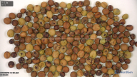 column seed