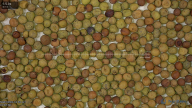 seed