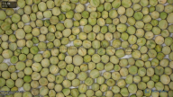 seed