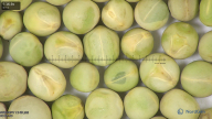 column seed