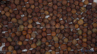 seed