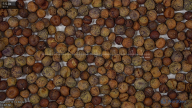 seed