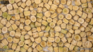 column seed