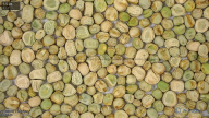 seed