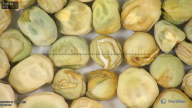 column seed
