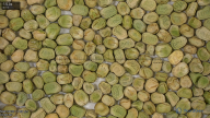 seed