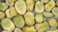 column seed