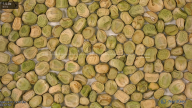 seed