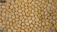 seed