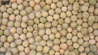 seed
