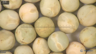 column seed