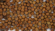 seed