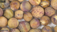 column seed