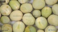 column seed