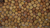seed