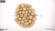 column seed