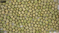 seed