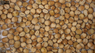 seed