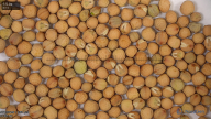 seed