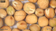 column seed