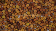 seed