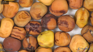 column seed