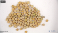 seed