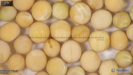 column seed