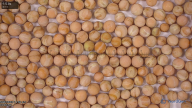 column seed