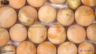 column seed