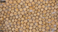 seed